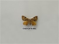 藏品(尺蛾606)的圖片